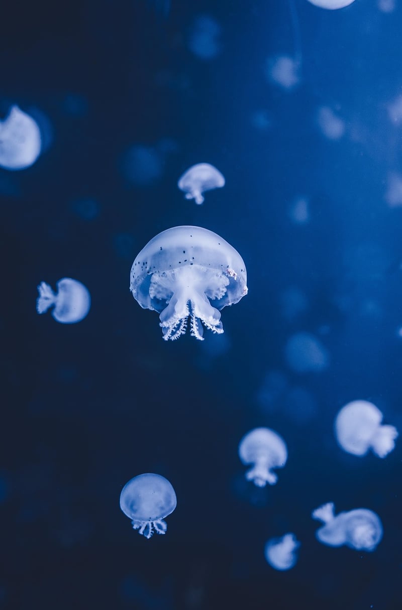 Underwater Wonder