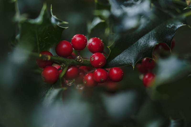 Crystal Berries