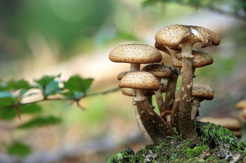 Enchanted Forest Mushrooms